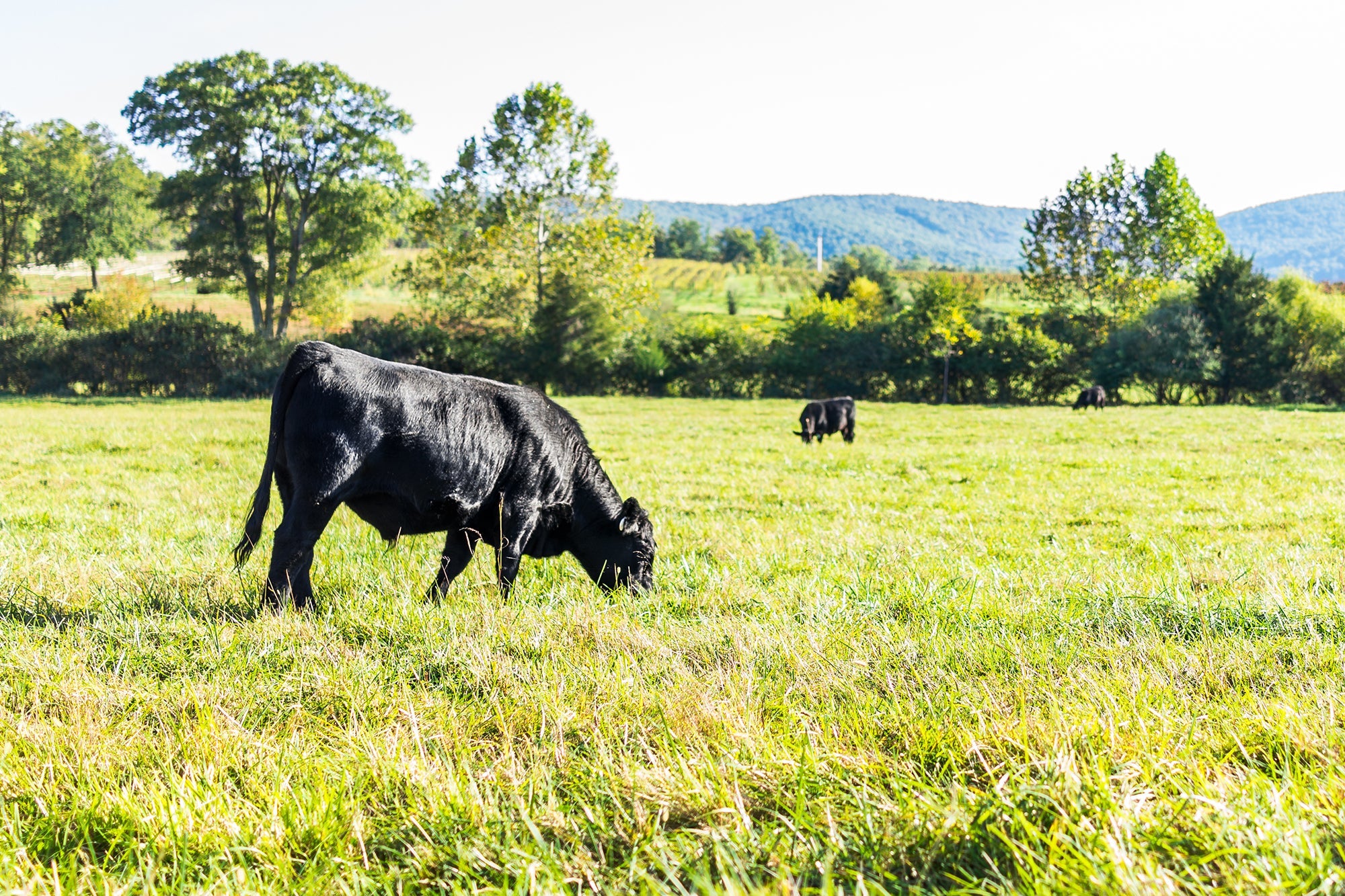 Grass fed cows grazing, grass fed whey protein powder