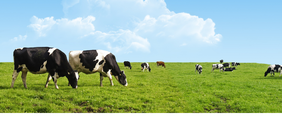 Cows grazing on grass, grass-fed whey protein
